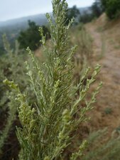Artemisia californica flower